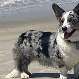 Cardigan Welsh Corgis from It is Corgiland