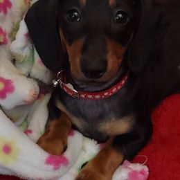 Dachshunds from Denver's Golden Dashies