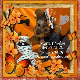 Myria F Morkie - Black and tan female Yorkshire Terrier puppy in Silverhill, Alabama from Malteseuluv’s Tiny Treasurers