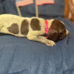 Pink - Liver roan female German Shorthaired Pointer puppy in Ozark, Alabama from Judy Creek GSP's