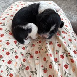 Kaia - Black and white female English Springer Spaniel puppy in St Johnsbury, Vermont from Paradise Valley Springers