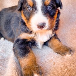 Bernedoodle, Bernese Mountain Dog, and Siberian Husky Puppies from Timberline Paws