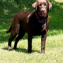 Maybelle - Labrador Retriever