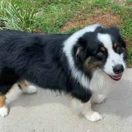 Dozer - Australian Shepherd