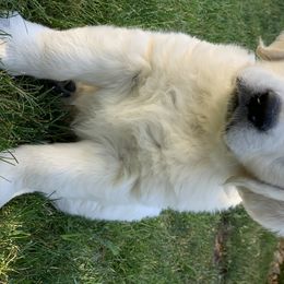Golden Retriever Puppies from MYSnowAngels