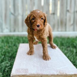 Goldendoodle Puppies from Sweet T Doodles