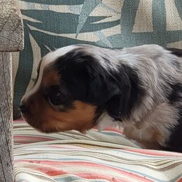 Miniature American Shepherd Puppies from Little Creek Minis and Standards