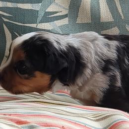 Miniature American Shepherd Puppies from Little Creek Minis and Standards