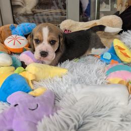 Blue - Black tan and white male Beagle puppy in Vallejo, California from Tailwindfarm