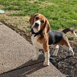 Gus - Beagle