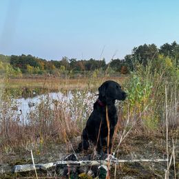 Penny - Labrador Retriever