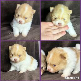 AKC Rumi - Cream sable parti female Pomeranian puppy in Saint Ignatius, Montana from Pomeranians Montana