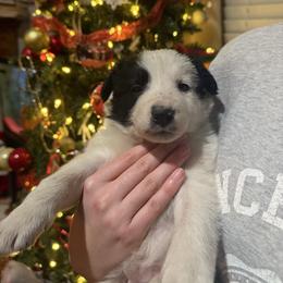 White and   black girl - Black and white female Border Collie puppy in Jackson, New Jersey from NJ Bees BC