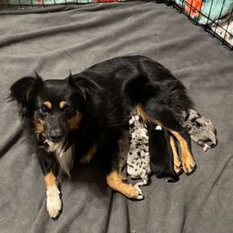 Ava - Miniature Australian Shepherd