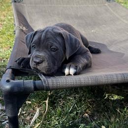 Cozy (Blitzen) - Gray female Cane Corso puppy in Utah from 3Lake Kennelz