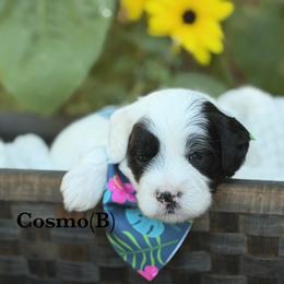 Cosmo - Black and chalk male Australian Labradoodle puppy in Citrus Heights, California from Elite Blend Labradoodles