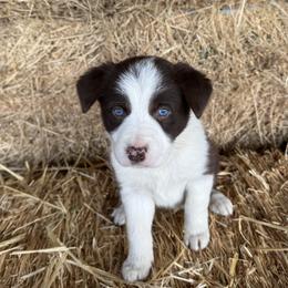 Girl 2 - Red female Border Collie puppy in Centerville, Washington from Forthright Farms