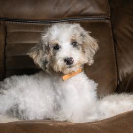 Tiramisu - in training - Blue merle female Bernedoodle puppy in Youngstown, Florida from Wonderland’s Boujie Kennels