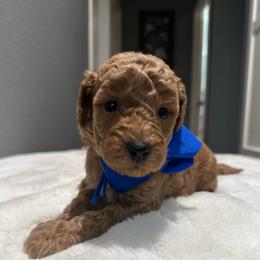 Blue - Red  male Goldendoodle puppy in Shingle Springs, California from Creamy Retrievers