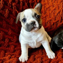 Tera - Tricolors female French Bulldog puppy in Peoria, Arizona from A Quality French Bulldogs AZ