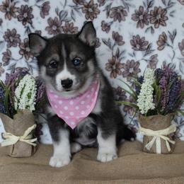 Pink - Agouti and white female Siberian Husky puppy in York, Pennsylvania from Spalla Pups
