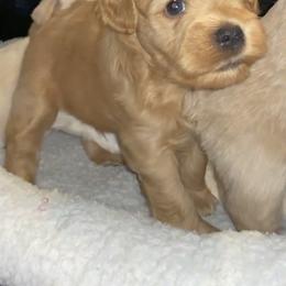 Miniature Schnauzer Puppies from Tamed by Emmy (Emariella’s Miniature Schnauzers)