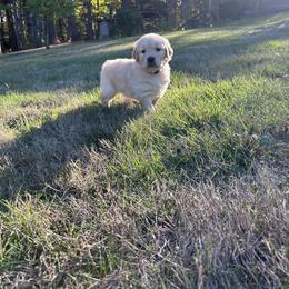 Golden Retriever Puppies from Trillium Spring's Goldens