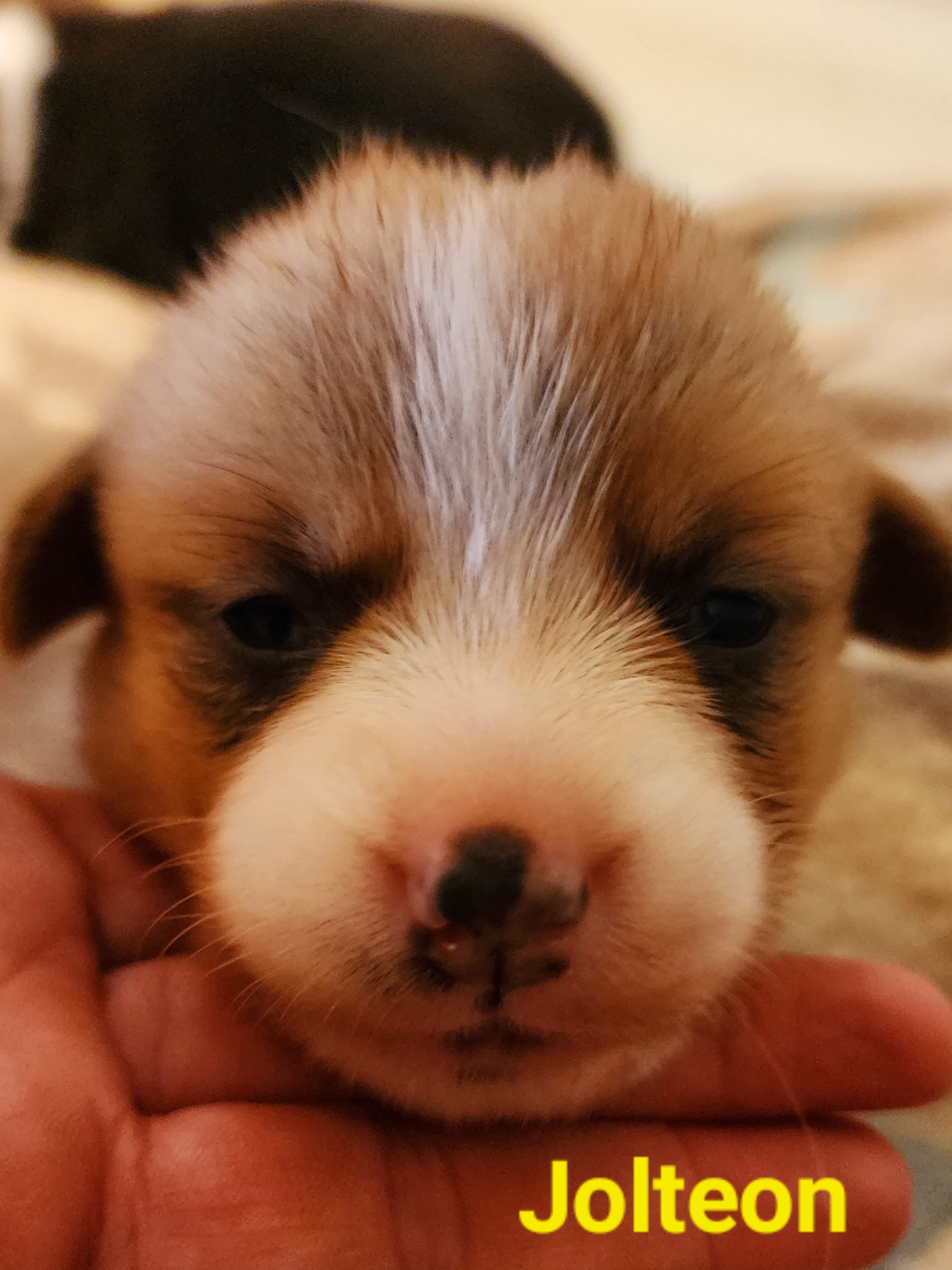 Jolteon - Red male Pembroke Welsh Corgi puppy in Kingman, Kansas from Tiny Titans K9