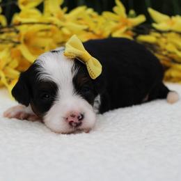 Lucy - Tri-color female Bernedoodle puppy in Perrysville, Ohio from Pleasant Valley Bernedoodles