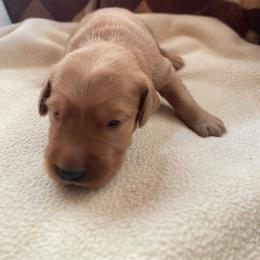 Colby - Golden male Golden Retriever puppy in Wellington, Colorado from High Country Golden Retrievers