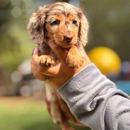 Sierra - Dapple female Dachshund puppy in Moreno Valley, California from rdachshunds