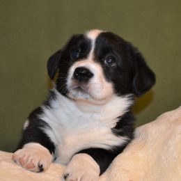 Cardigan Welsh Corgi Puppies from Dragonfly Cardigans