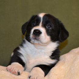 Cardigan Welsh Corgi Puppies from Dragonfly Cardigans