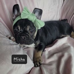 Girl 1 - Tricolors French Bulldog puppy in Florida from Brianna Hooks's French Bulldogs