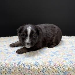 Mercedes - Black tri female Miniature Australian Shepherd puppy in Covington, Pennsylvania from Rigas Mini Aussies LLC
