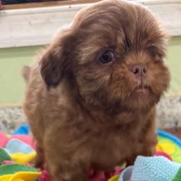 Raleigh - Liver male Shih Tzu puppy in Stafford, Virginia from Bayview Pups