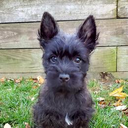 Cairn Terrier Puppies from Luckenbooth Cairns