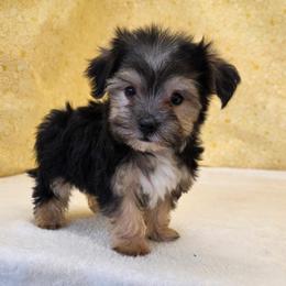 Journey - Black & tan tri-color male Morkie puppy in Monticello, Iowa from Ashley’s Puppies
