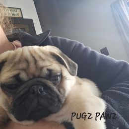 Pug Puppies from PUGZ PAWZ