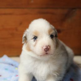 Shiloh - Blue merle male Australian Shepherd puppy in Bagley, Iowa from Diamond M Aussies