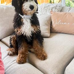 Bernedoodles and Goldendoodles from Sunkissed Doodles