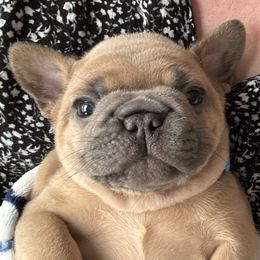 French Bulldogs from Jessie's Frenchies