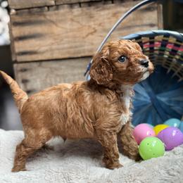 Twigs - Red male Cavapoo puppy in Orrstown, Pennsylvania from Pawfect Fur Friends