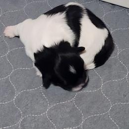Polkadot - Black and white female Shichon puppy in Imperial, Missouri from Shichon Teddybear  puppies of Miss