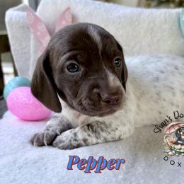 Pepper - Piebald male Dachshund puppy in Hockley, Texas from Shans Down Home Doxies