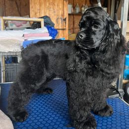 Cocker Spaniel Puppies from SuperNova’s American Cocker Spaniels