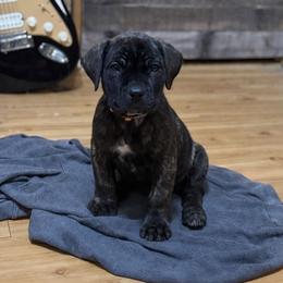 Orange-Yellow Collar - Brindle male Boerboel puppy in Wasilla, Alaska from Northland Boerboels