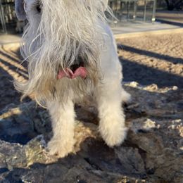 Cora - Soft Coated Wheaten Terrier