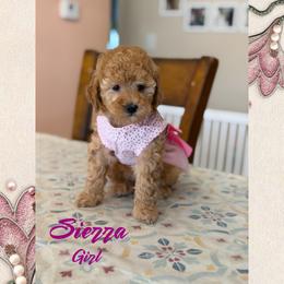 Sierra - Red  female Poodle puppy in Cedar City, Utah from Baird Poodles and Doodles
