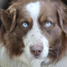 MR MR - Australian Shepherd